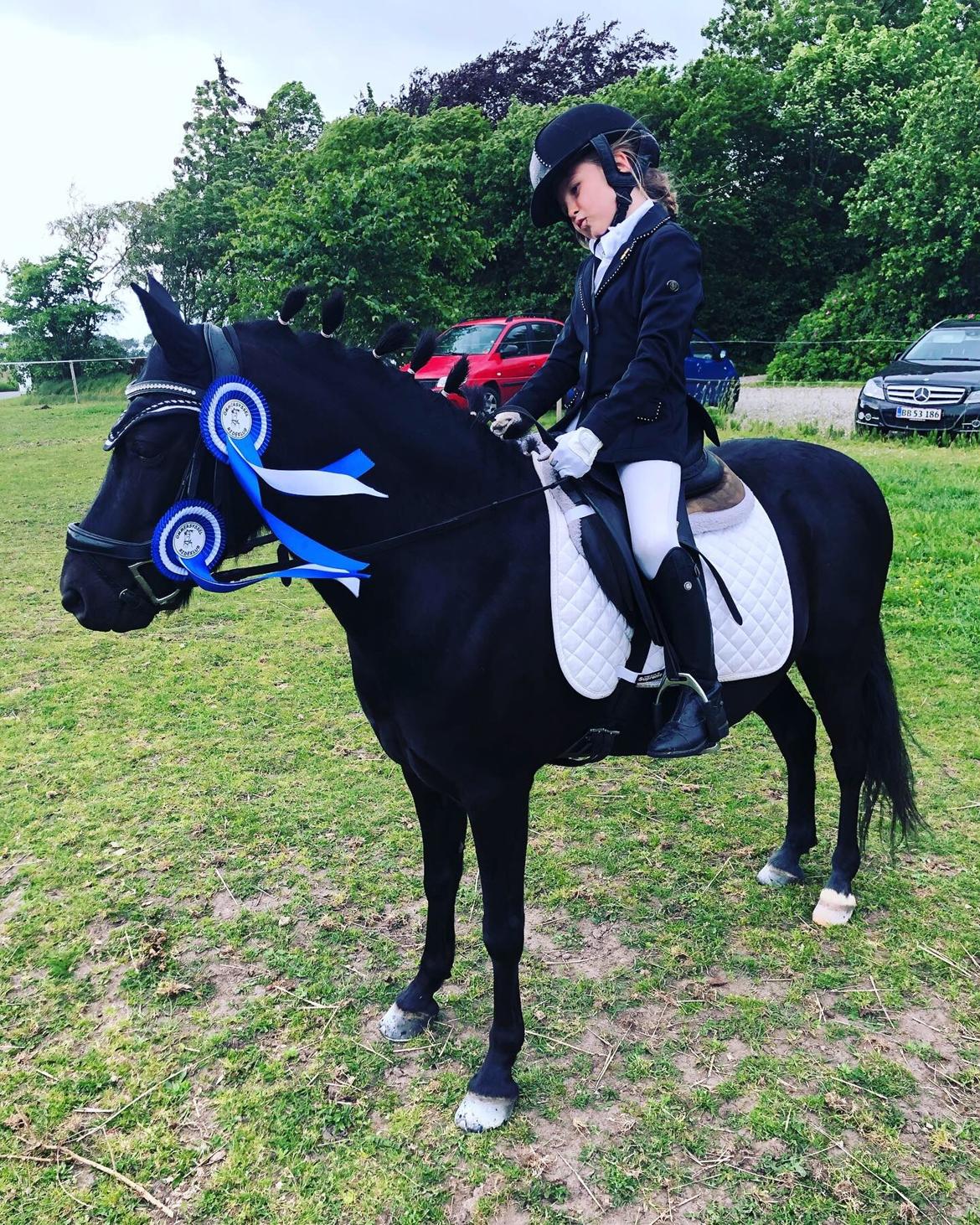 Anden særlig race Felix billede 23