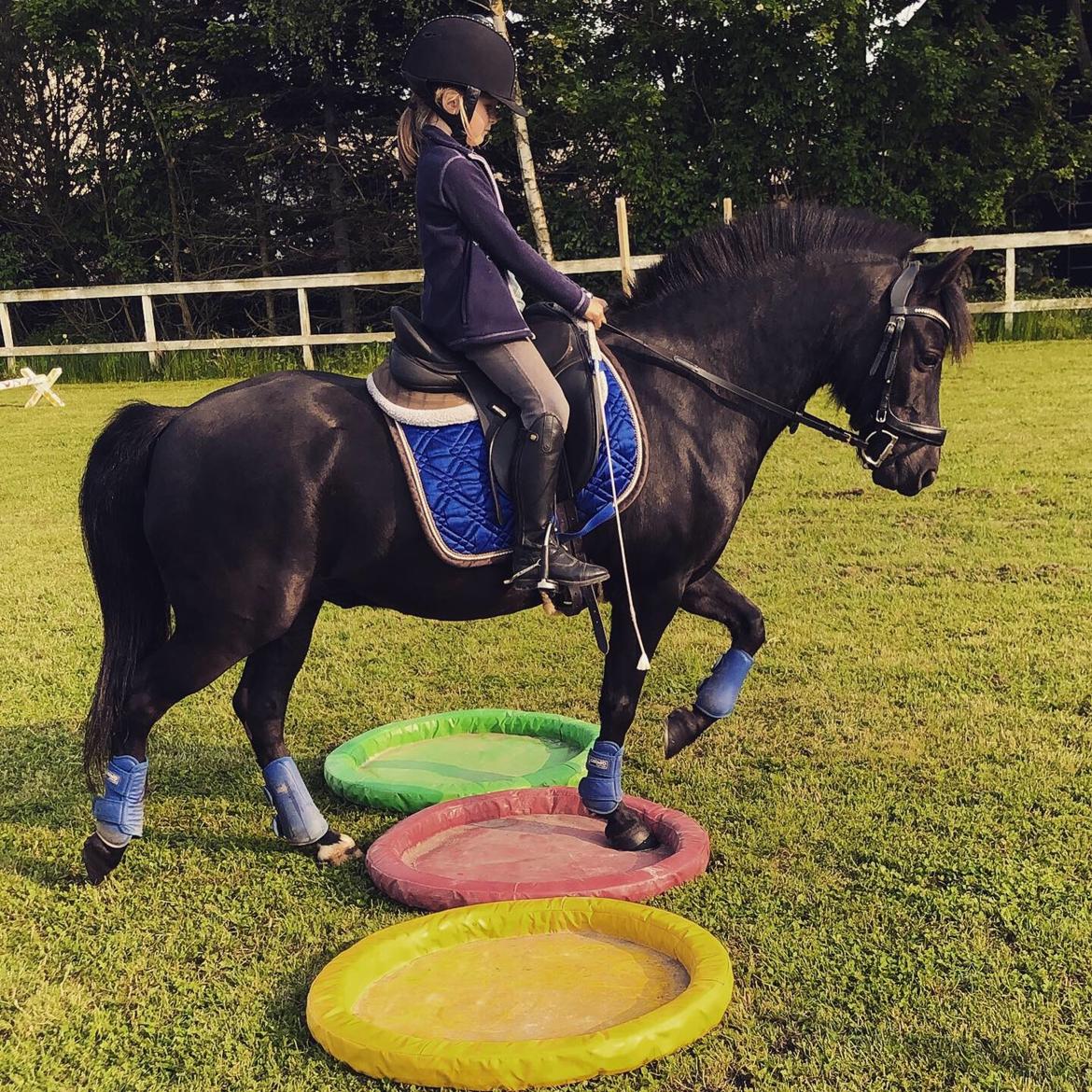 Anden særlig race Felix billede 24