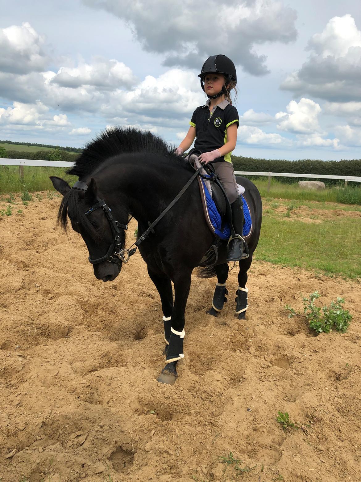 Anden særlig race Felix billede 25