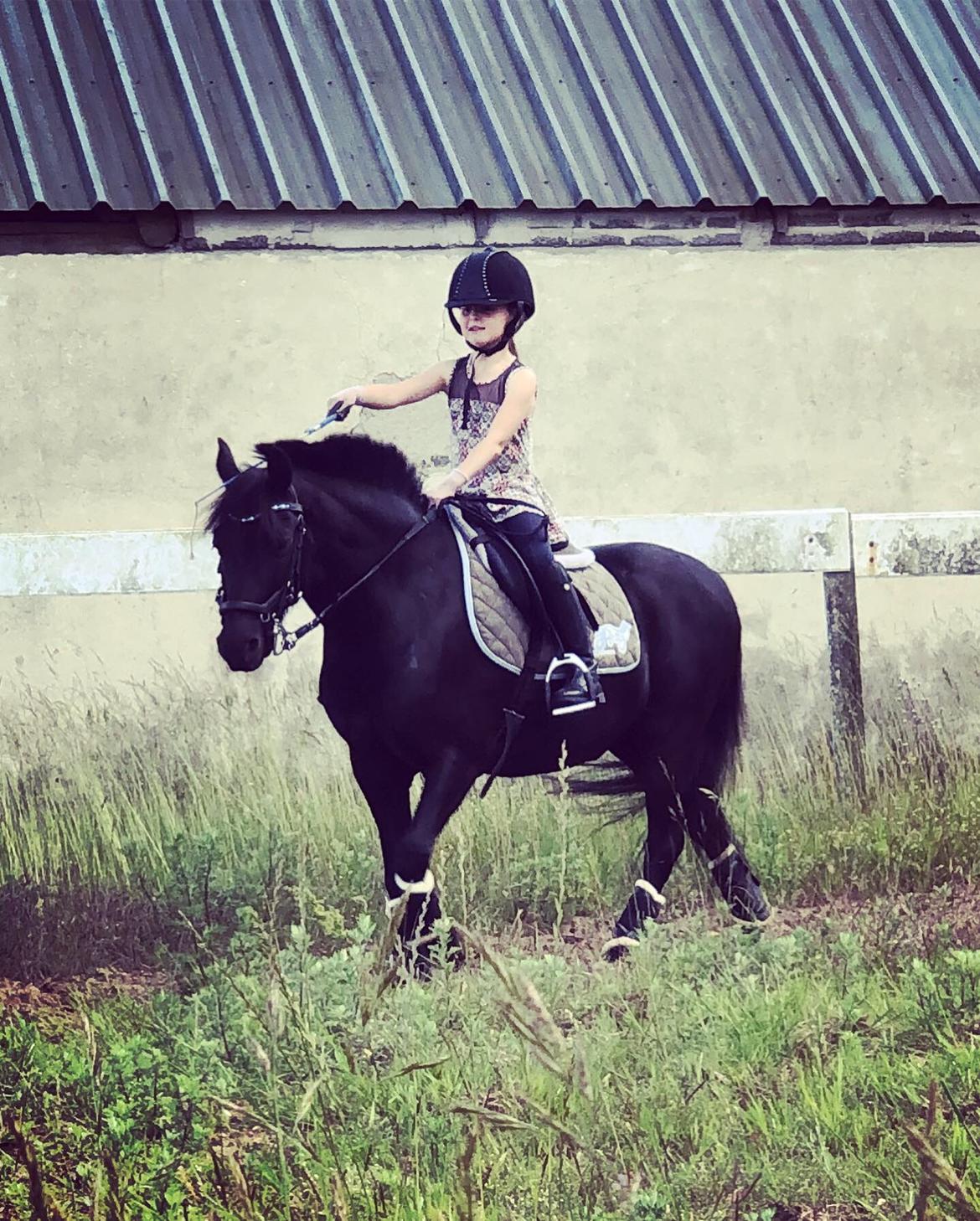 Anden særlig race Felix billede 26