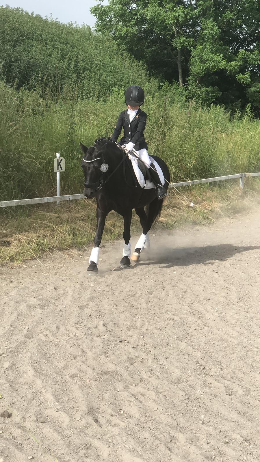 Anden særlig race Felix billede 27