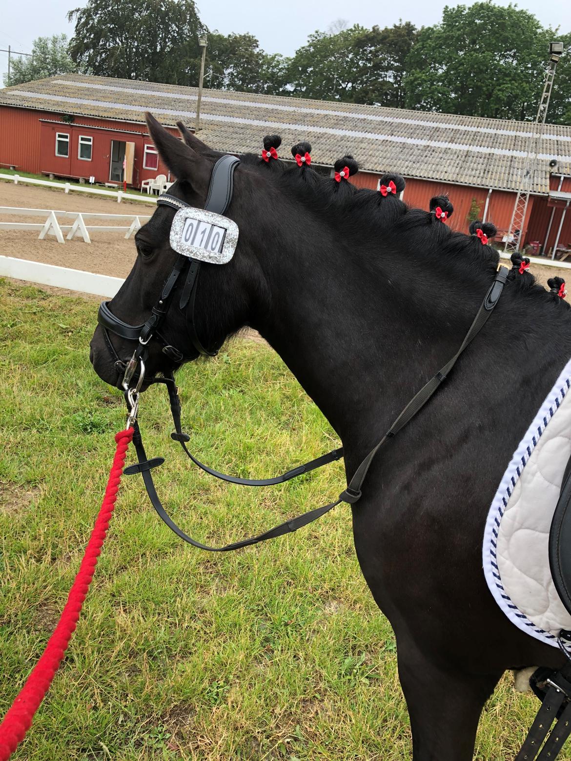 Anden særlig race Felix billede 31