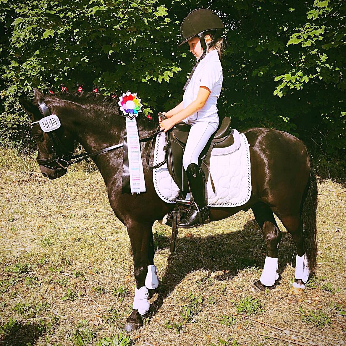 Anden særlig race Felix billede 33