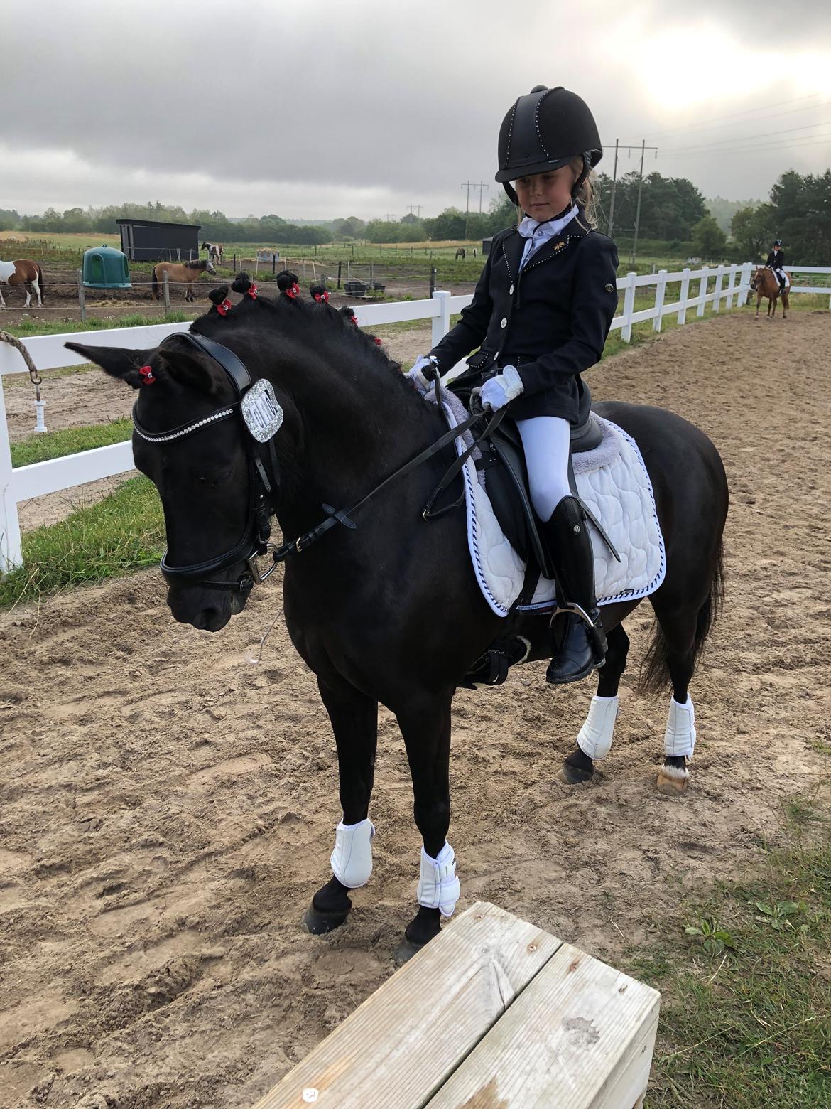 Anden særlig race Felix billede 34