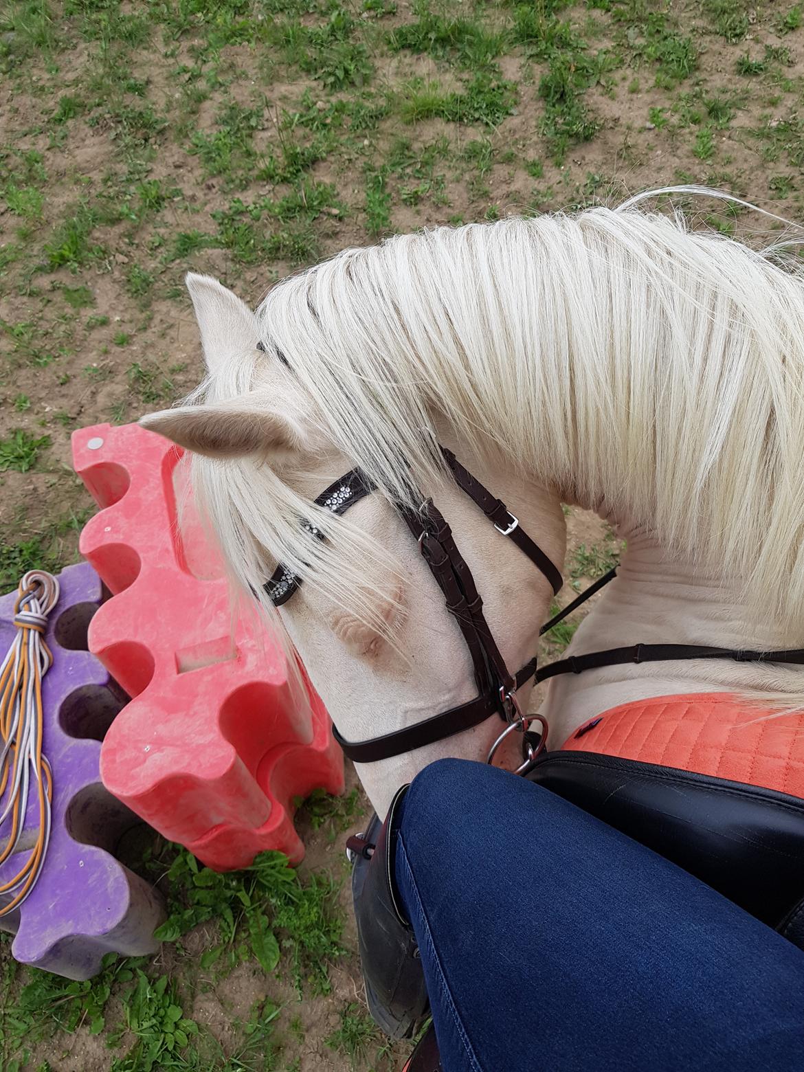 Welsh Cob (sec D) Cynheidrefawr faithful florence billede 12