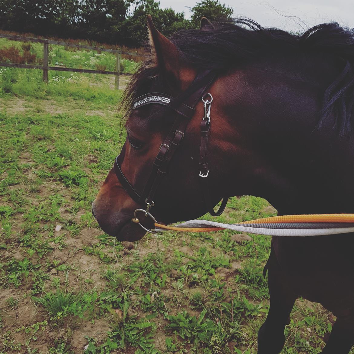 Welsh Cob (sec D) Penybrenin Delboy billede 18