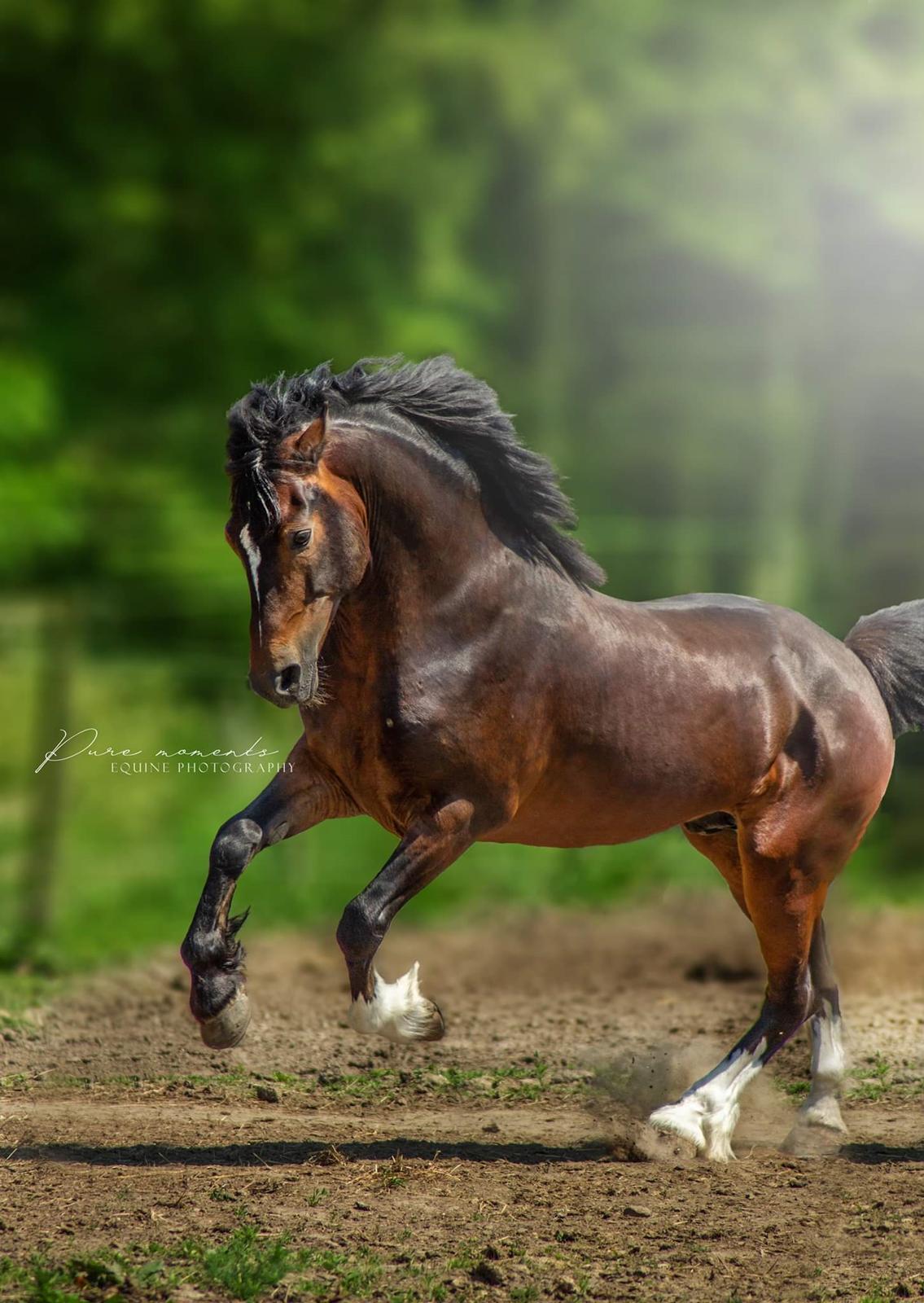 Welsh Cob (sec D) Penybrenin Delboy billede 2