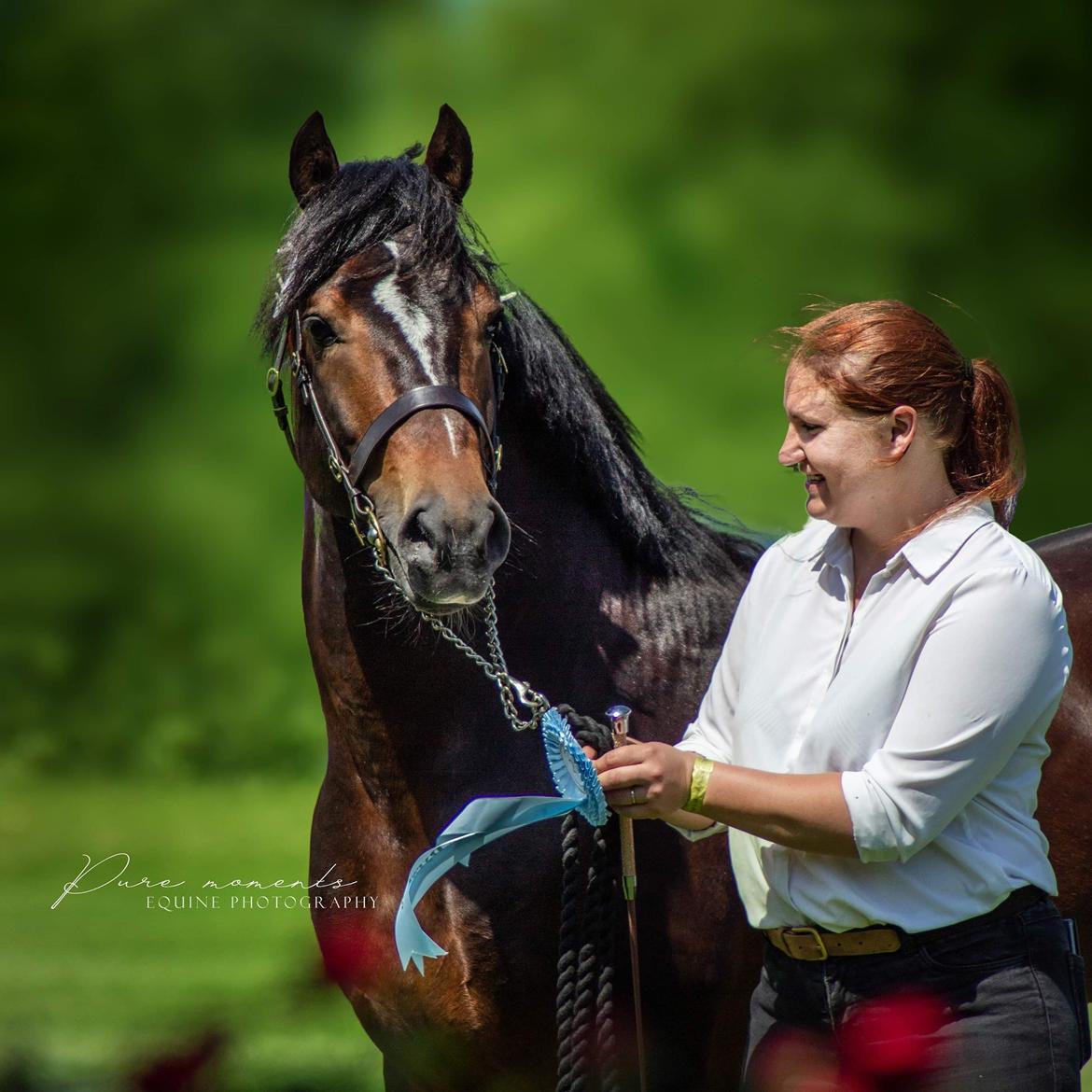 Welsh Cob (sec D) Penybrenin Delboy billede 3
