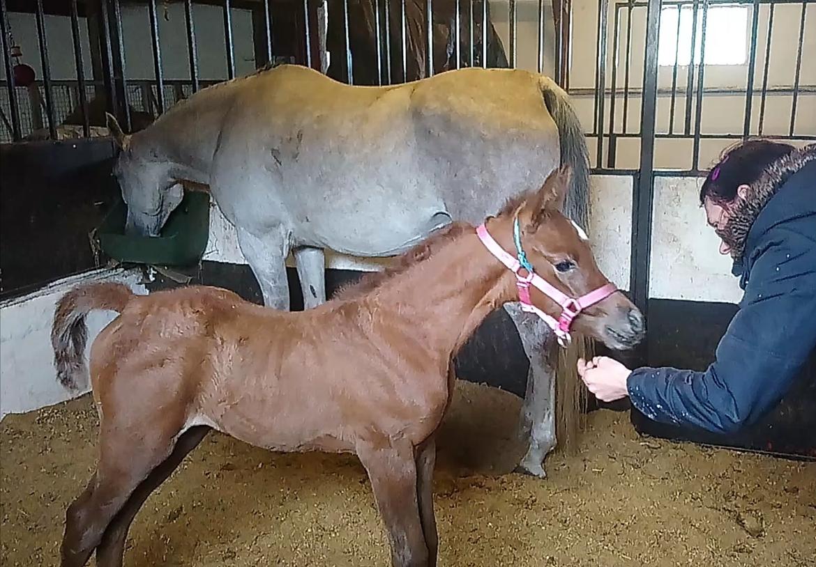 Arabisk fuldblod (OX) Shanzy bint sharifa ox *SOLGT* billede 35