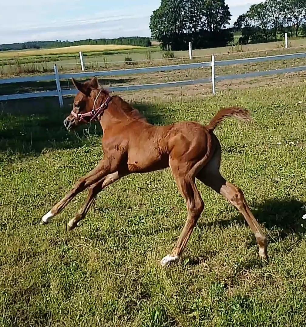 Arabisk fuldblod (OX) Shanzy bint sharifa ox *SOLGT* billede 33