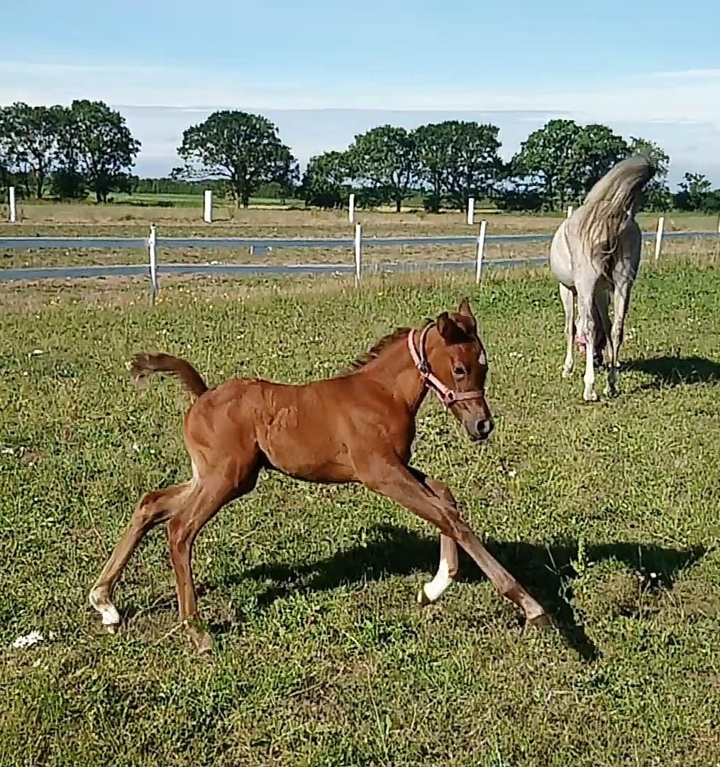 Arabisk fuldblod (OX) Shanzy bint sharifa ox *SOLGT* billede 34