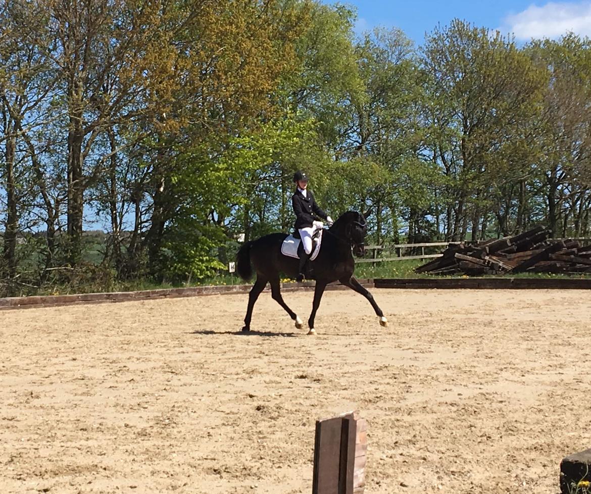 Dansk Varmblod Høagergaards Dark Force (Darky) - LC3 Land & Fritid cup HARK 2019 billede 12