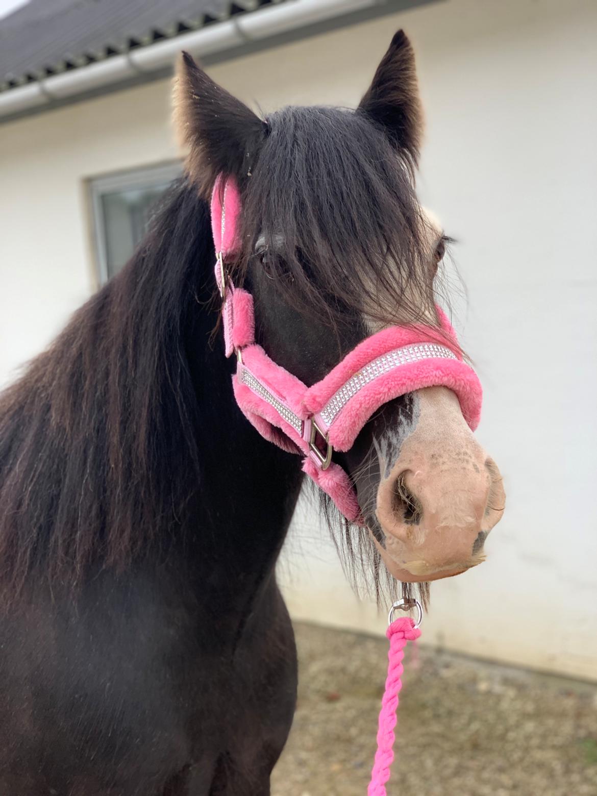 Irish Cob Murphy's Black Beauty *solgt* billede 19
