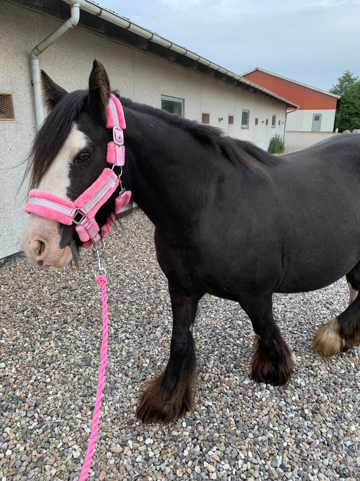 Irish Cob Murphy's Black Beauty *solgt* billede 20