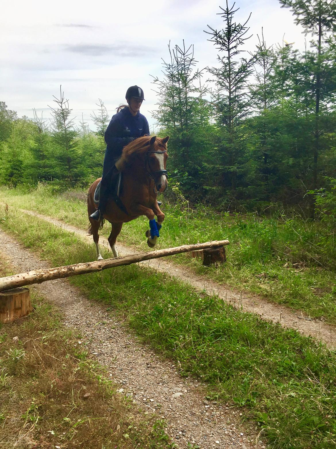 Anden særlig race Fanzo - Fanzo elsker at springe i skoven:) billede 2
