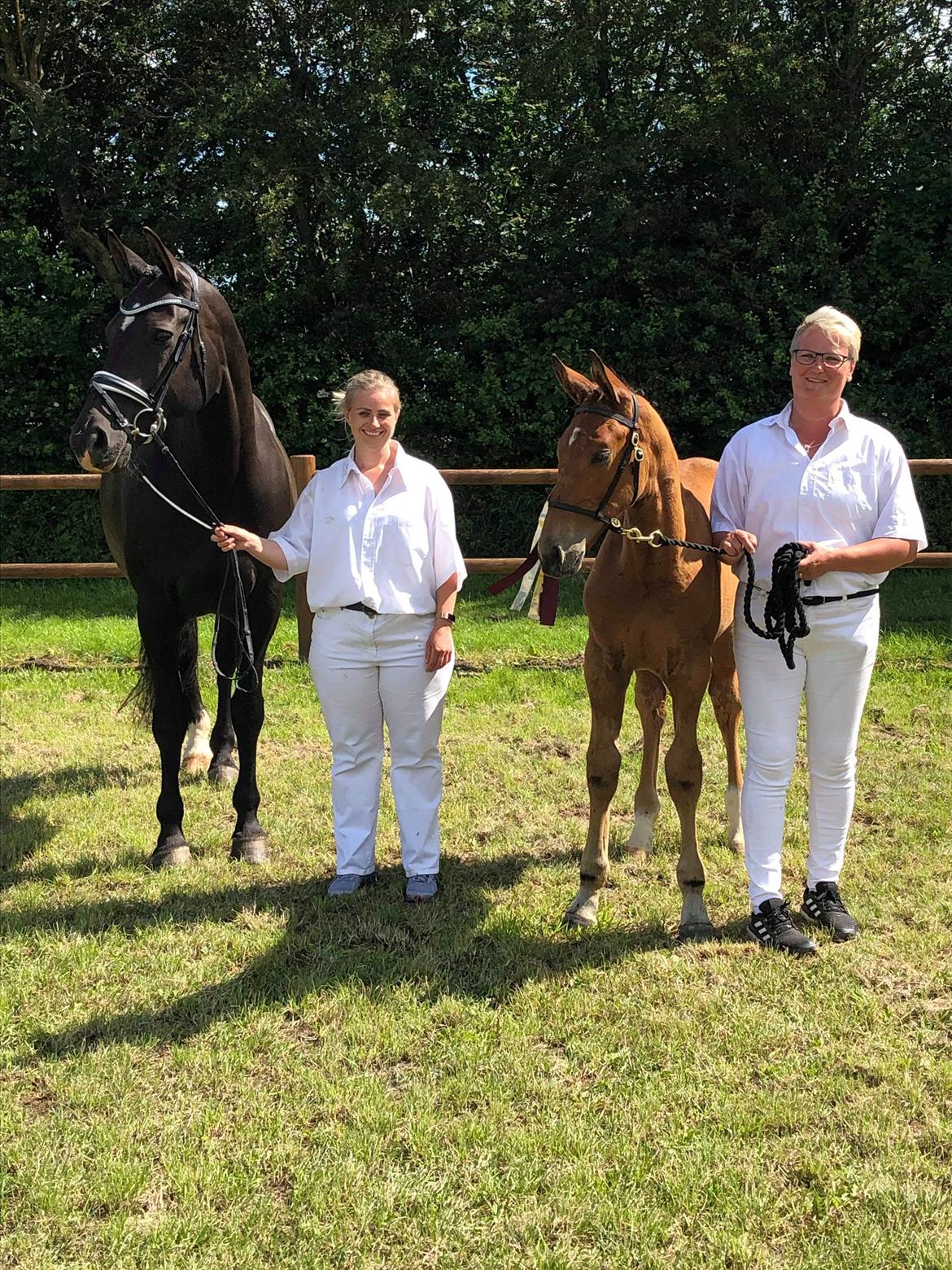 Oldenborg Jokkesminde Freddie (solgt) billede 14