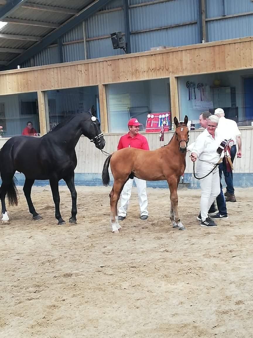 Oldenborg Jokkesminde Freddie (solgt) billede 12