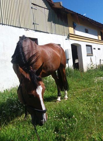 Dansk Varmblod Ascension day billede 12