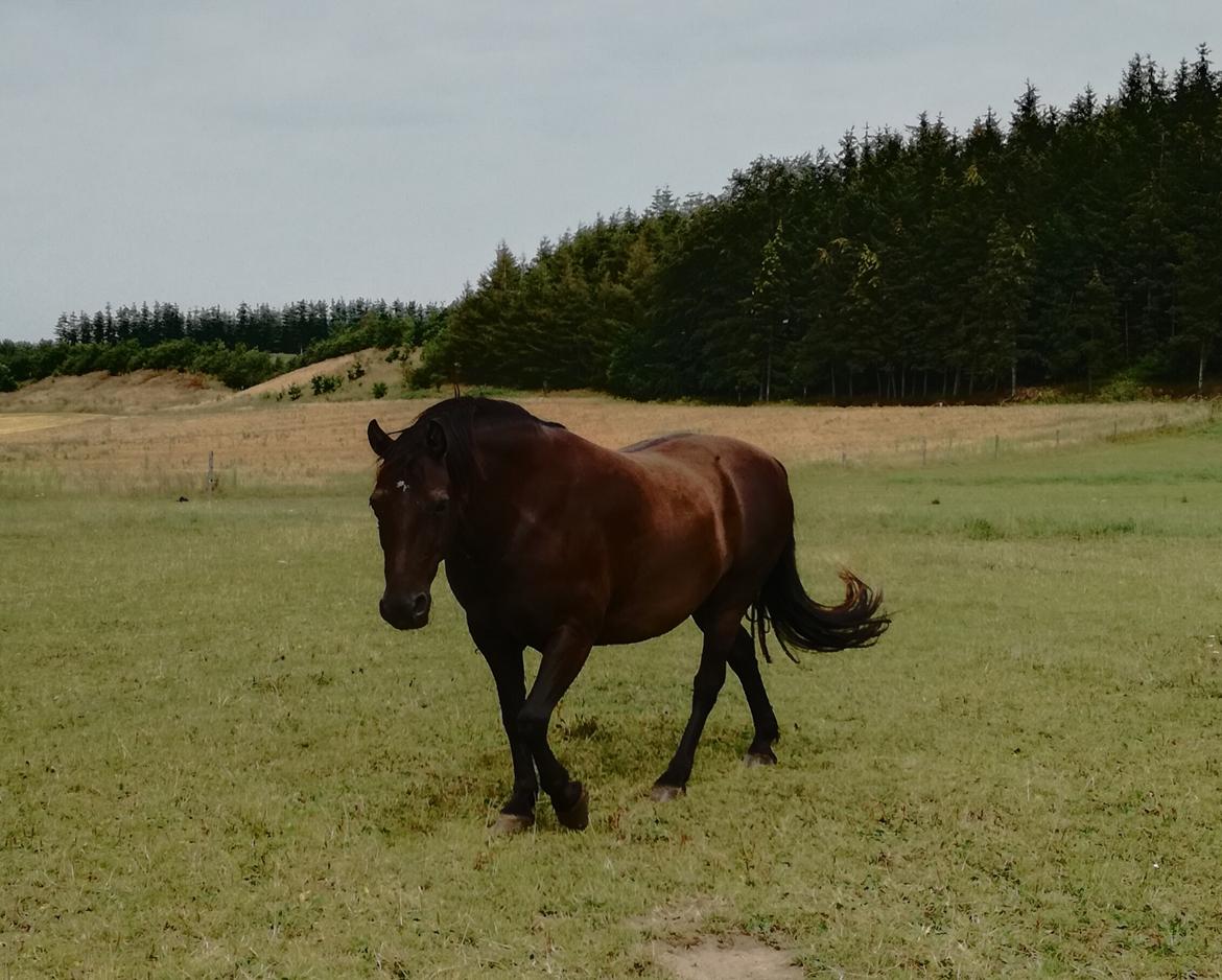 Anden særlig race Bøgelund´s Spirit  billede 17