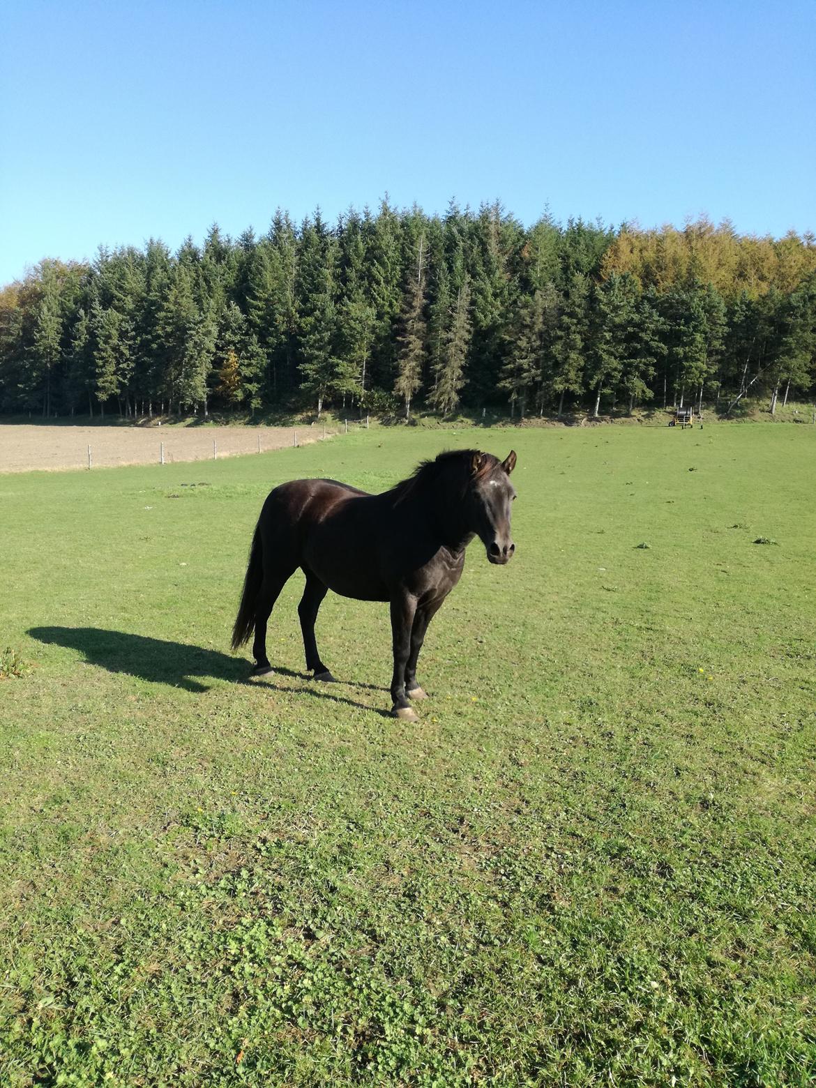 Anden særlig race Bøgelund´s Spirit  billede 18