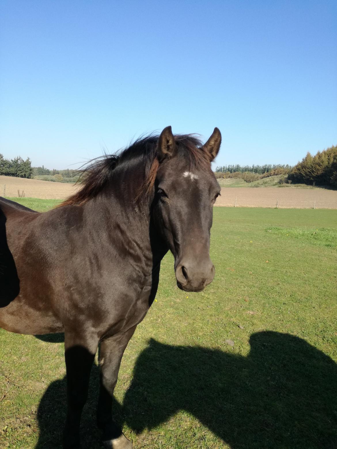 Anden særlig race Bøgelund´s Spirit  billede 19