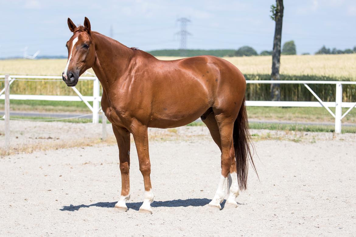 Dansk Varmblod Quantas Nexen billede 7