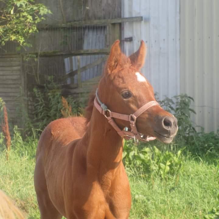 Arabisk fuldblod (OX) Shanzy bint sharifa ox *SOLGT* billede 29