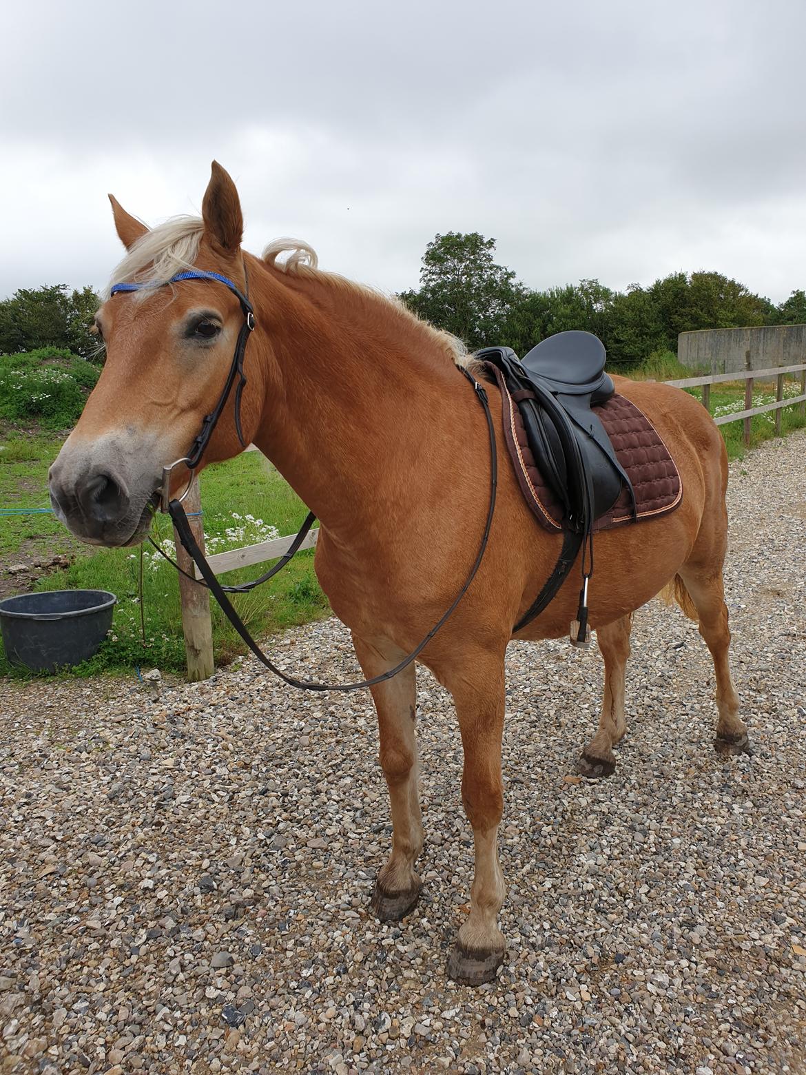 Haflinger Mejse HA 562 billede 2