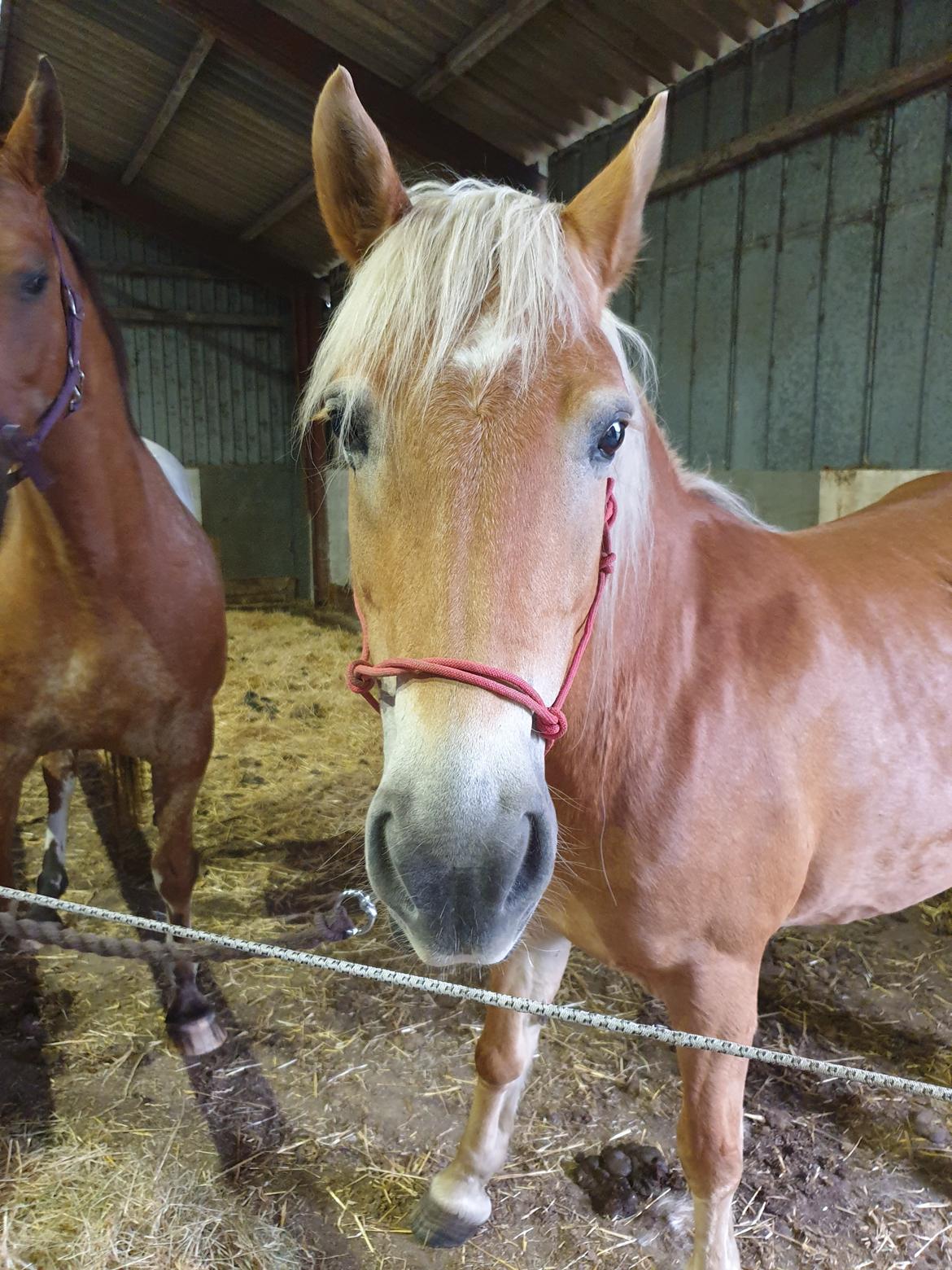 Haflinger Mejse HA 562 billede 5