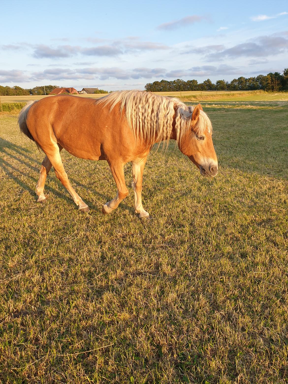 Haflinger Mejse HA 562 billede 8