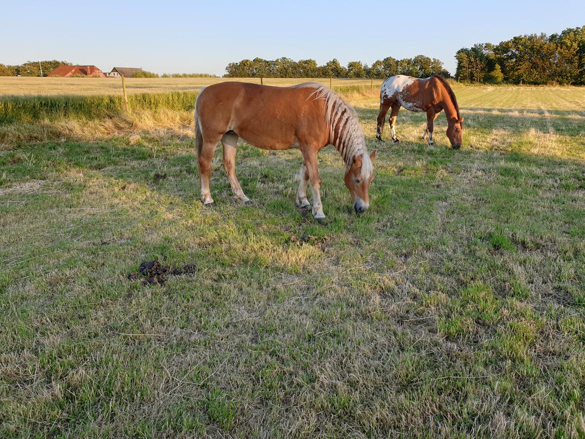 Haflinger Mejse HA 562 billede 6