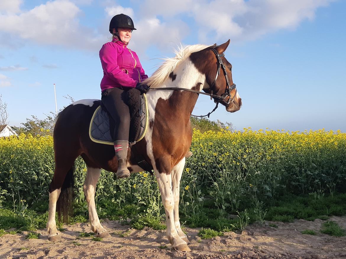 Pinto Vidtskue's Filly - Filly somme 19 billede 10