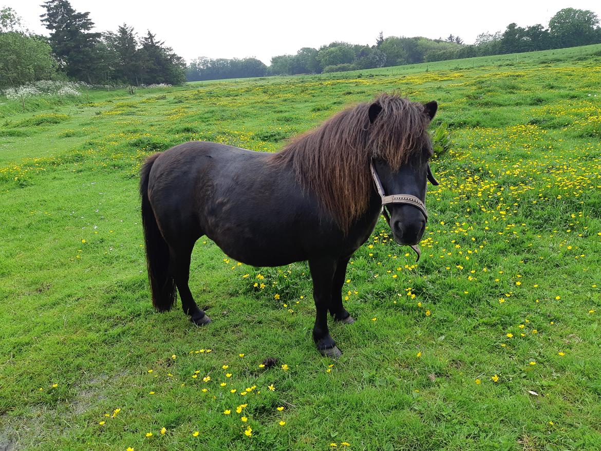 Shetlænder Maja - Maja hved tidlige udlåner billede 10