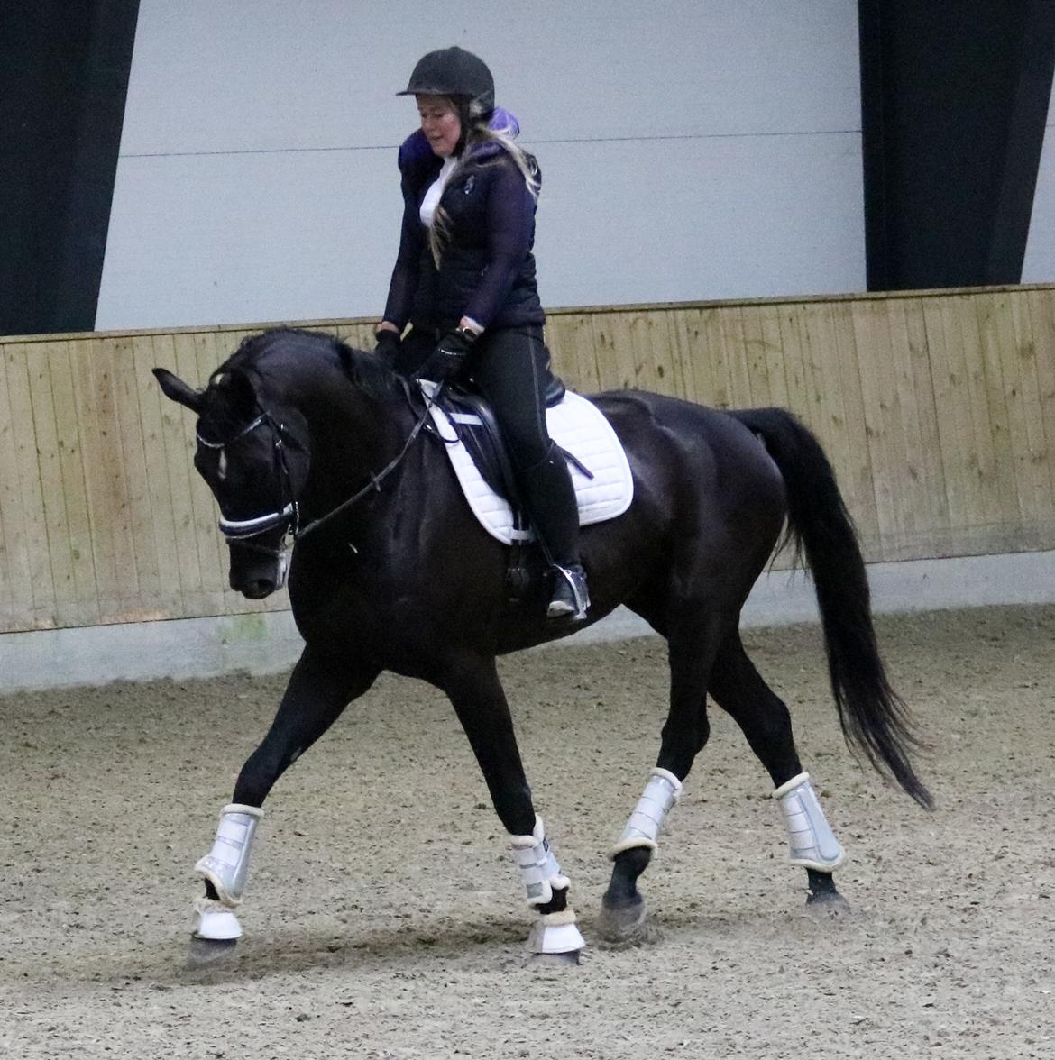 Dansk Varmblod Maloba`s Sir Donnerline billede 12