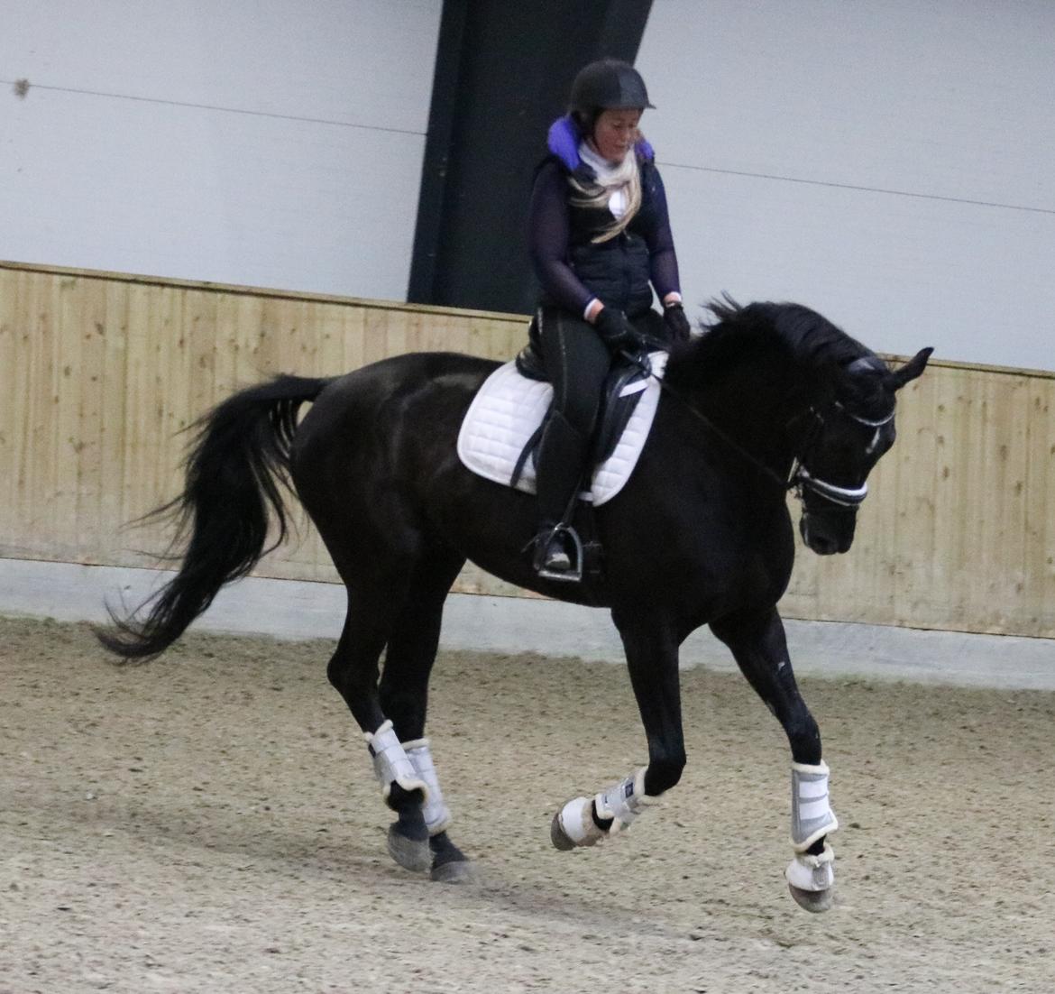 Dansk Varmblod Maloba`s Sir Donnerline billede 15