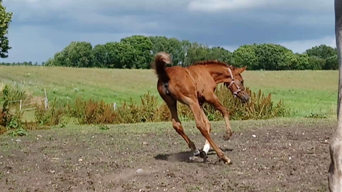 Arabisk fuldblod (OX) Shanzy bint sharifa ox *SOLGT* billede 31