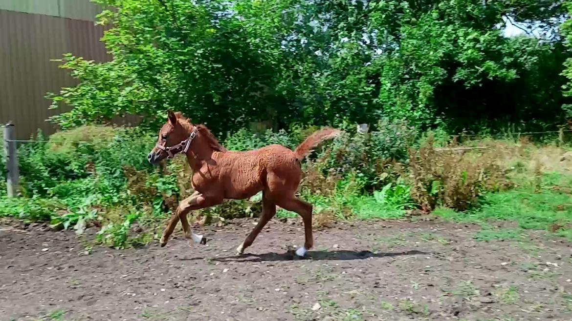 Arabisk fuldblod (OX) Shanzy bint sharifa ox *SOLGT* billede 32