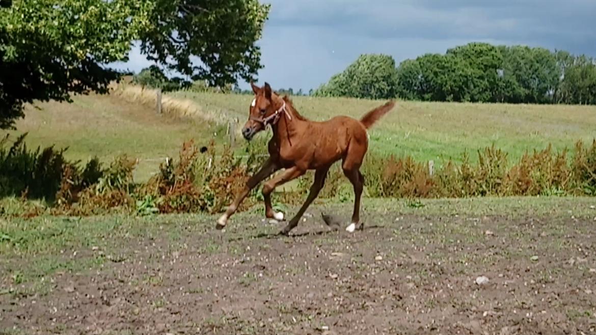 Arabisk fuldblod (OX) Shanzy bint sharifa ox *SOLGT* billede 30