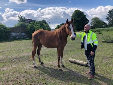 Palomino Højagers Cinderella billede 1