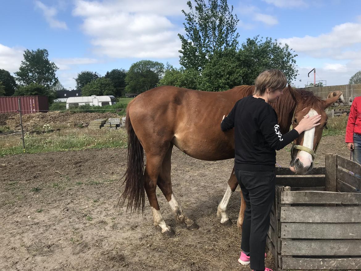 Palomino Højagers Cinderella billede 2