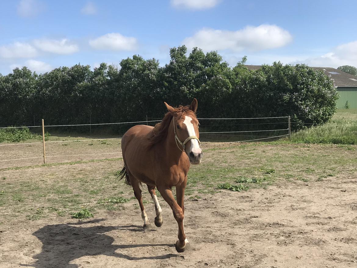 Palomino Højagers Cinderella billede 3