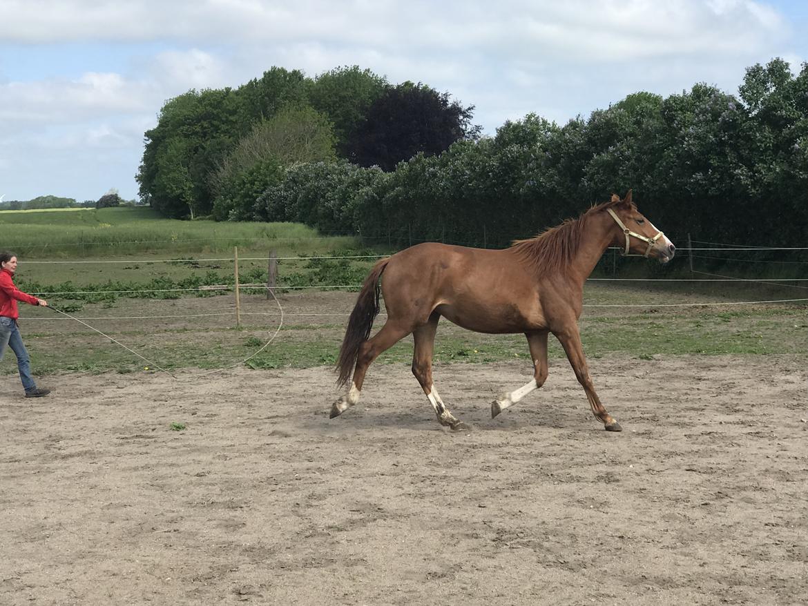 Palomino Højagers Cinderella billede 4