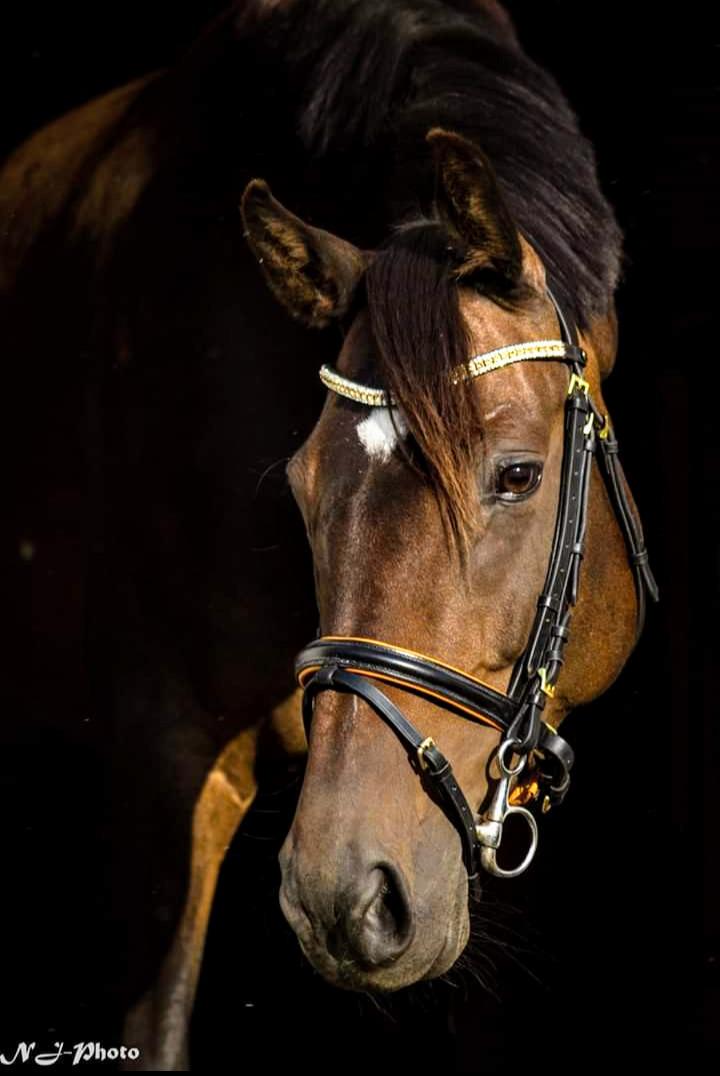 Dansk Varmblod Remember Me By Friis SOLGT billede 1