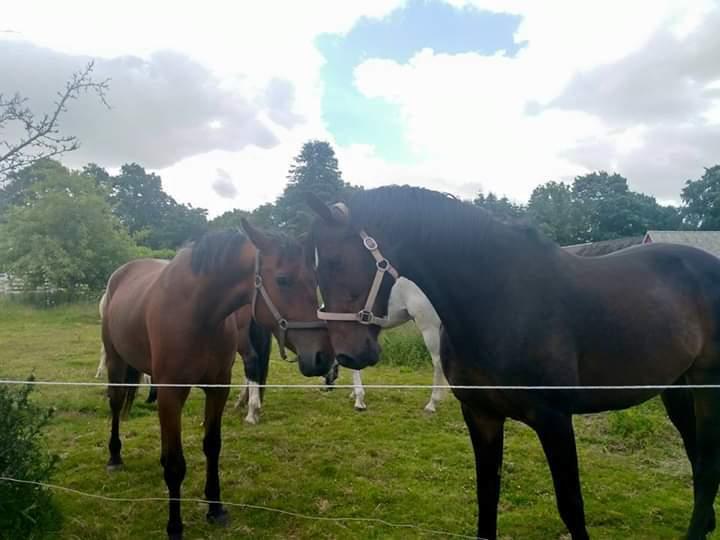 Dansk Varmblod Remember Me By Friis SOLGT billede 2