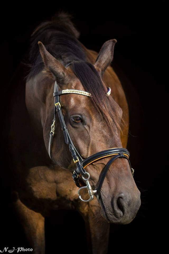 Dansk Varmblod Remember Me By Friis SOLGT billede 3