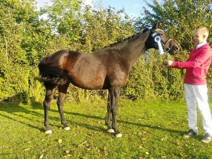 Dansk Varmblod Remember Me By Friis SOLGT billede 4