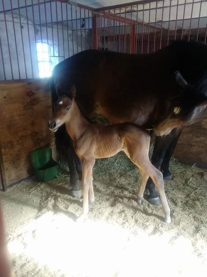 Dansk Varmblod Remember Me By Friis SOLGT billede 7