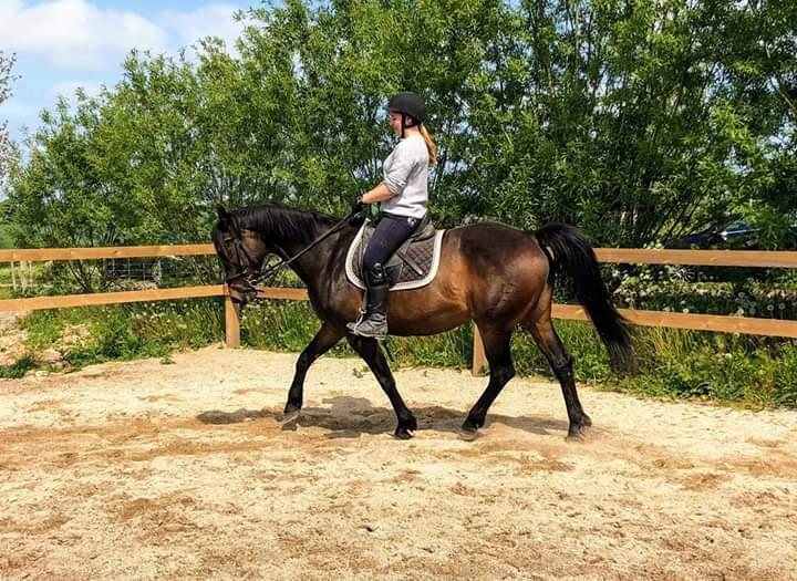 Dansk Varmblod Remember Me By Friis SOLGT billede 8