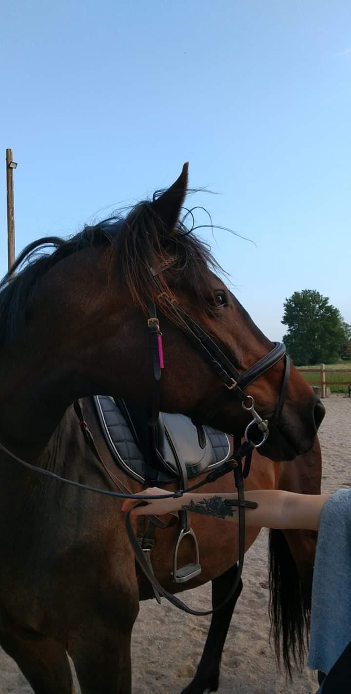 Dansk Varmblod Remember Me By Friis SOLGT billede 9