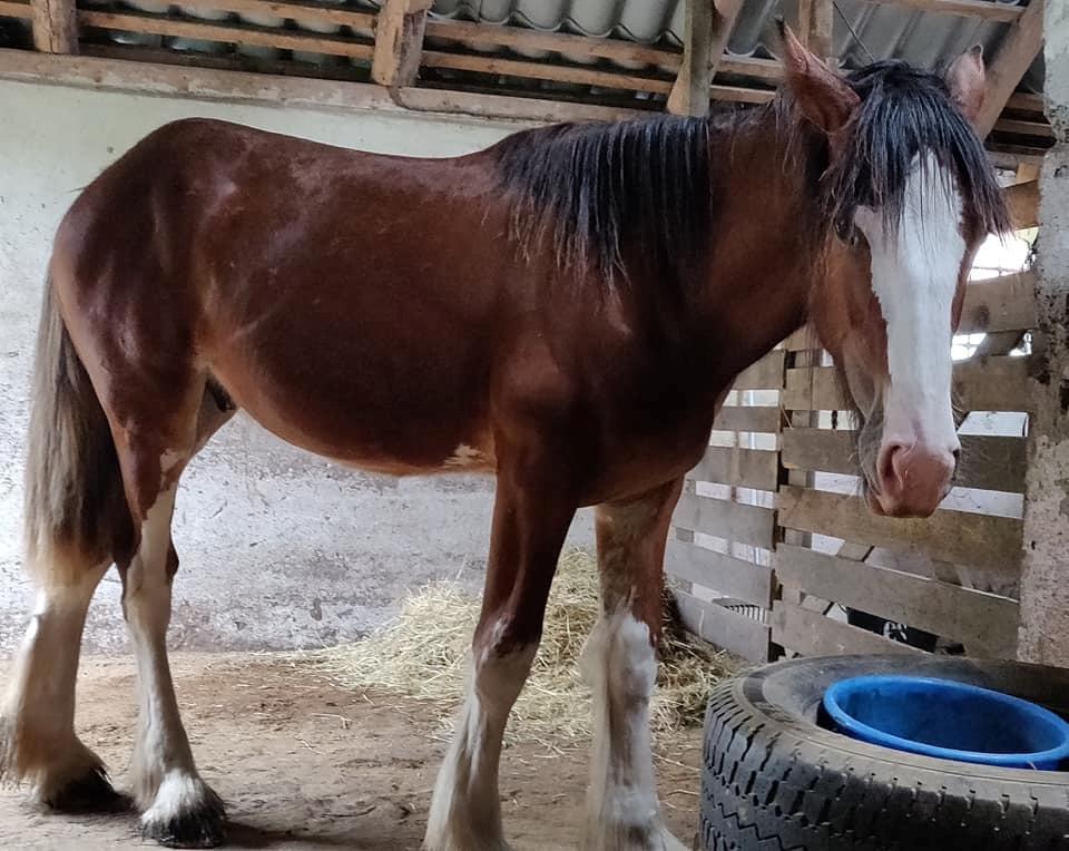 Shire Vesterbjergs Big Bay Conrad - Det nyeste billede af ham - d. 22. Juli, 2019 billede 5